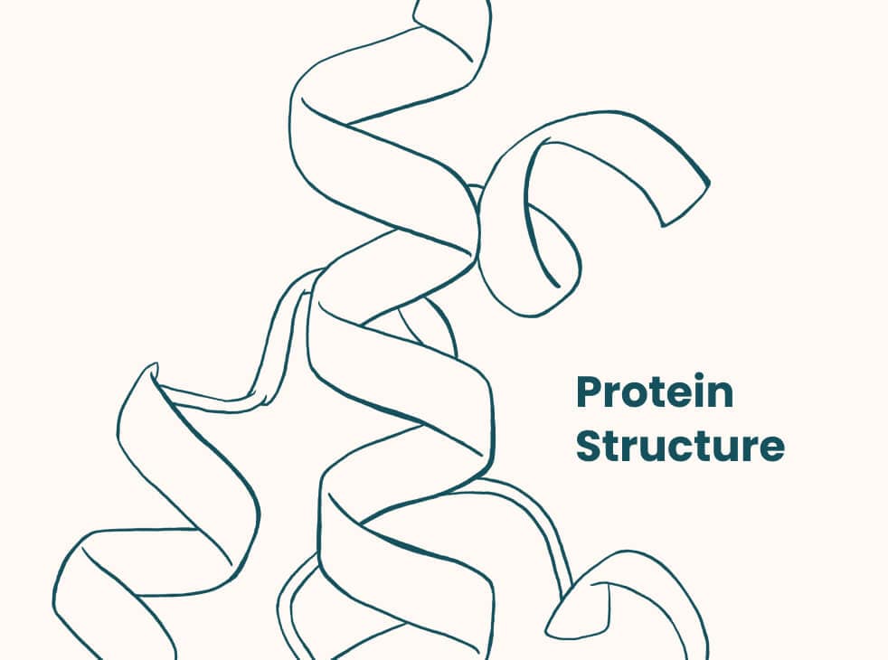 Protein structure